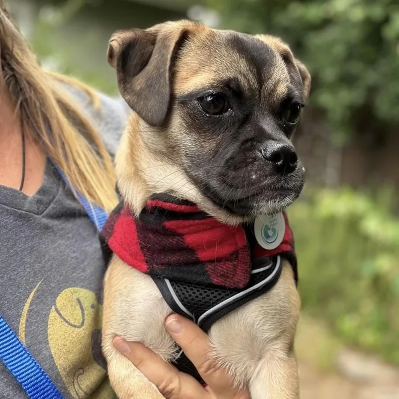 A young small-sized male Yellow / Tan / Blond / Fawn Pug dog named Wiggles for adoption in Santa Rosa, CA