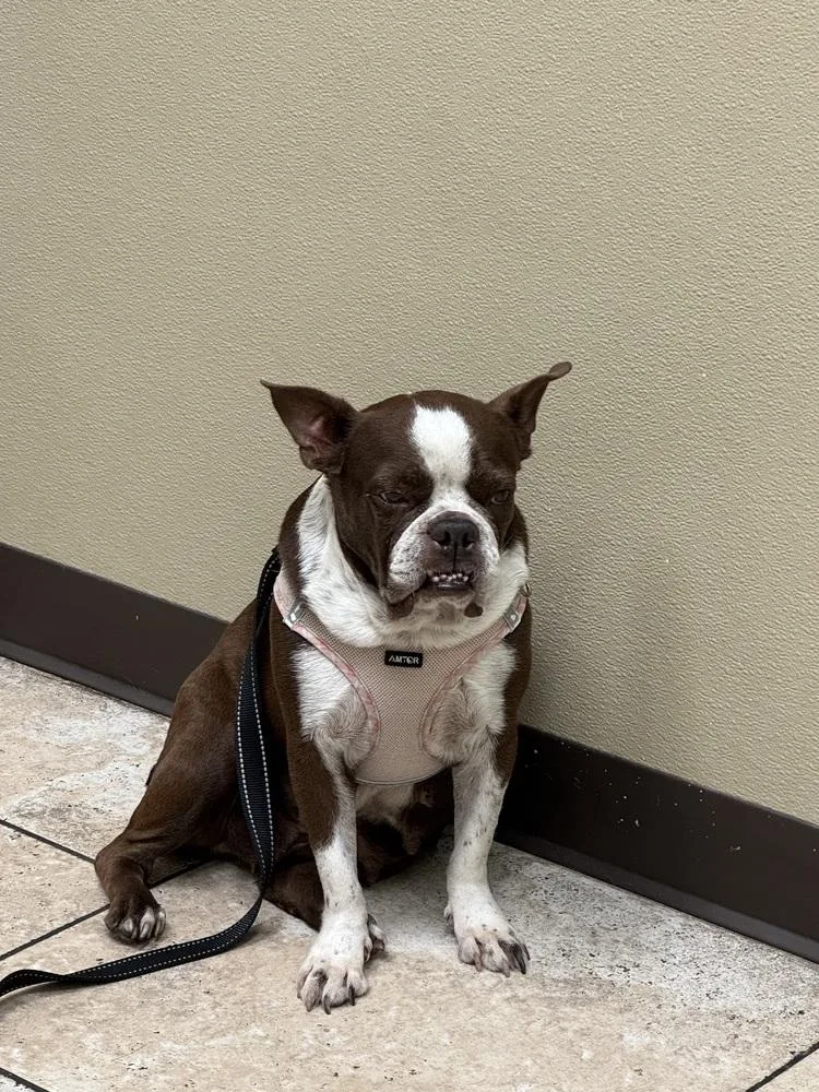 Bessie Lita   thumbnail 5