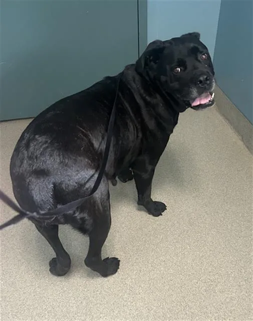 An adult large-sized female Cane Corso dog named Petunia for adoption in Newton, NC