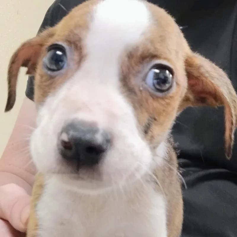 A baby small-sized female Brindle Pit Bull Terrier dog named SageScout for adoption in Palestine, TX