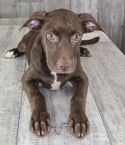 An adult small-sized female Labrador Retriever dog named Armada for adoption in Shreveport, LA