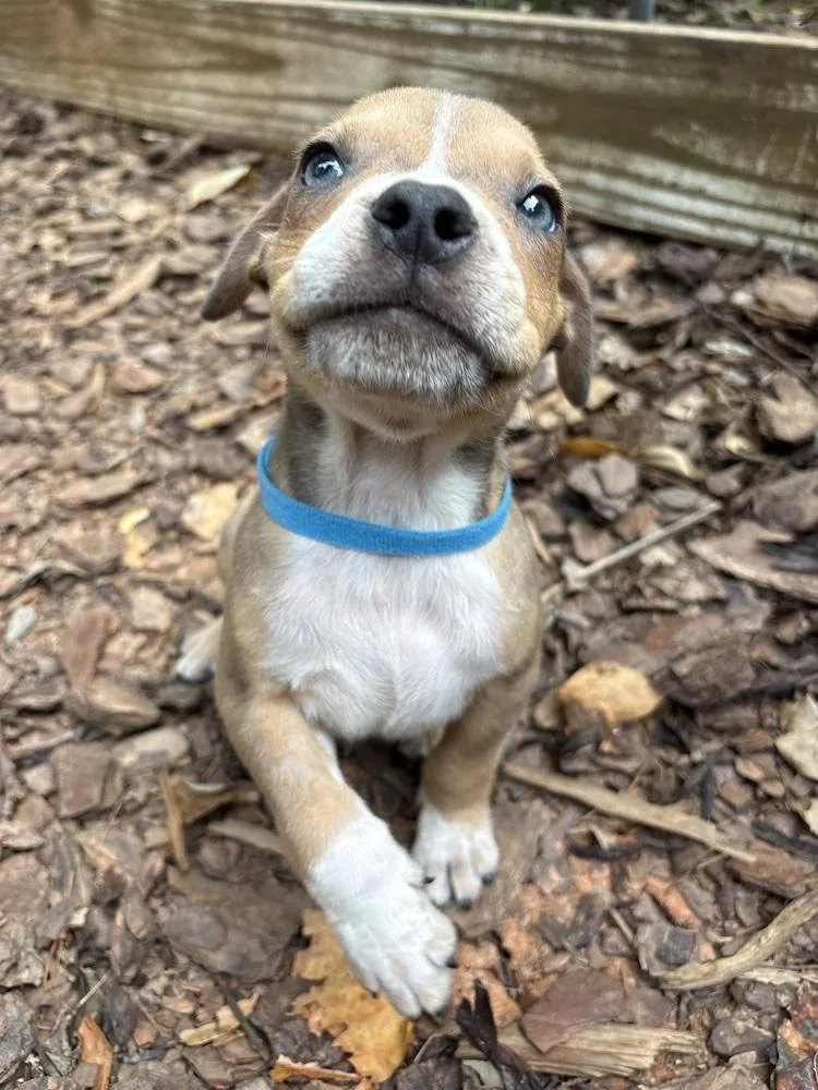 A baby large-sized male White / Cream Boxer dog named Milo for adoption in Mooresville, NC