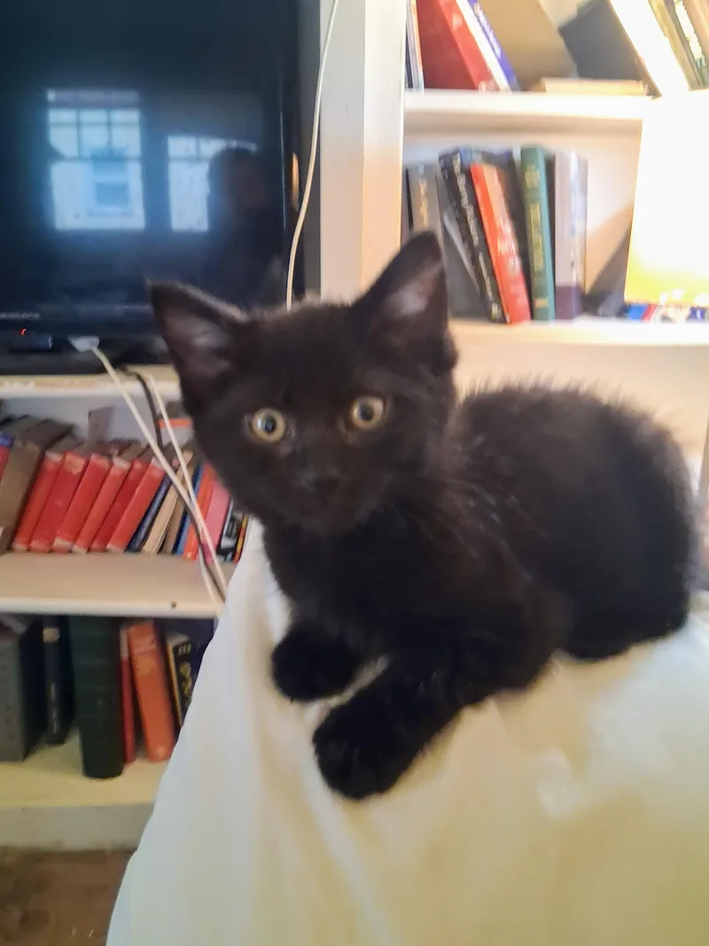 Blackberry thumbnail 2