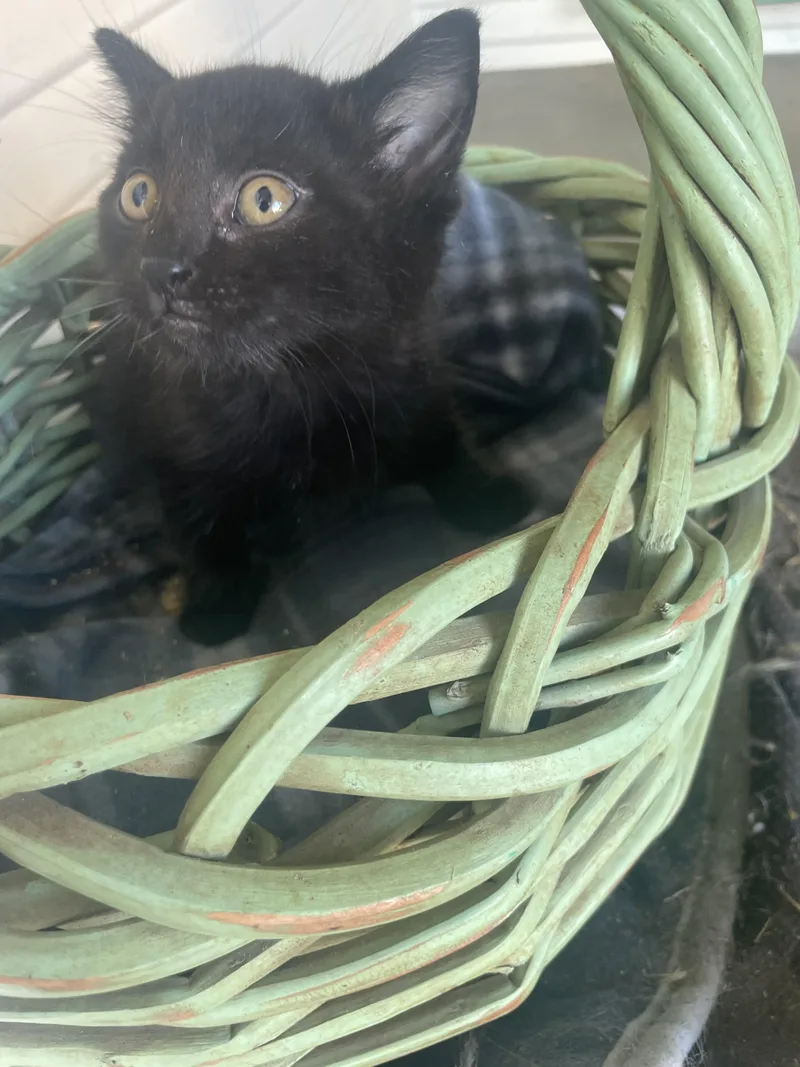 Blackberry thumbnail 3