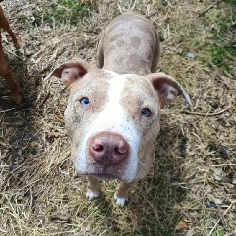 An adult medium-sized female Yellow / Tan / Blond / Fawn Mixed Breed dog named Persimmon for adoption in Pittsburgh, PA