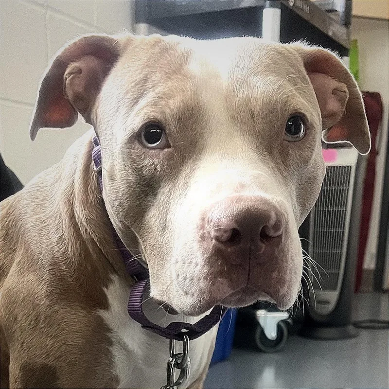 Persimmon thumbnail 2