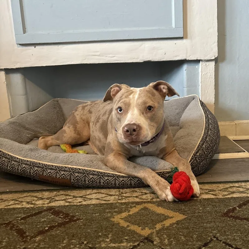 Persimmon thumbnail 4