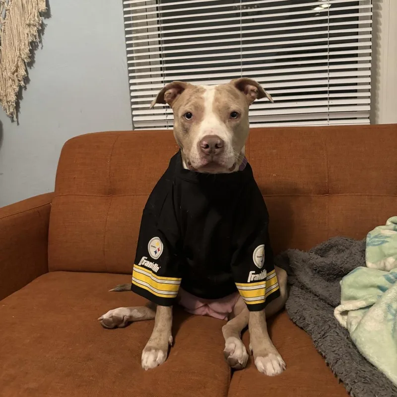 Persimmon thumbnail 5