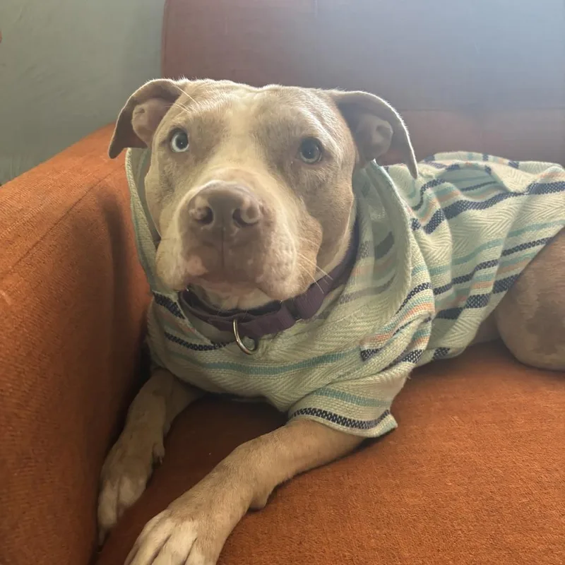 Persimmon thumbnail 6