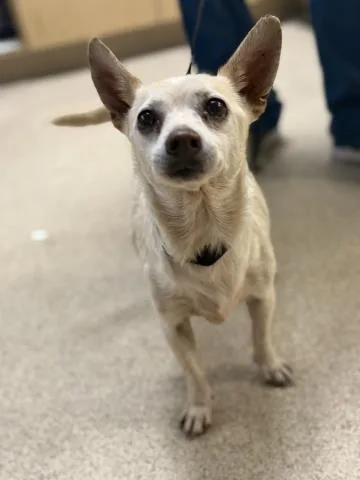 A senior small-sized male Chihuahua dog named A for adoption in Riverside, CA