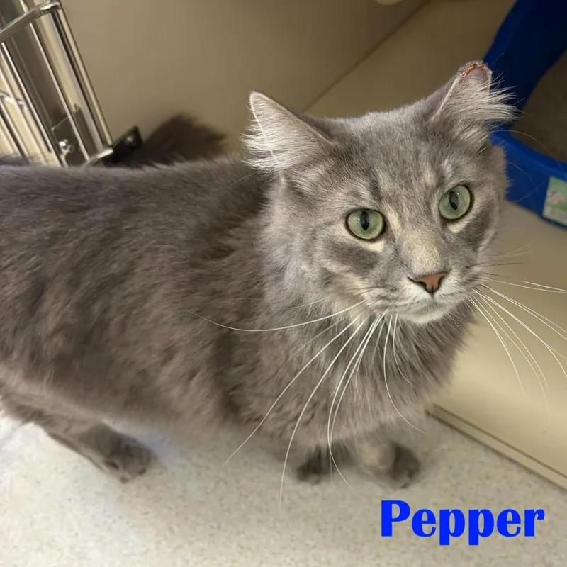 A young medium-sized male Domestic Medium Hair cat named Pepper for adoption in North Saint Paul, MN