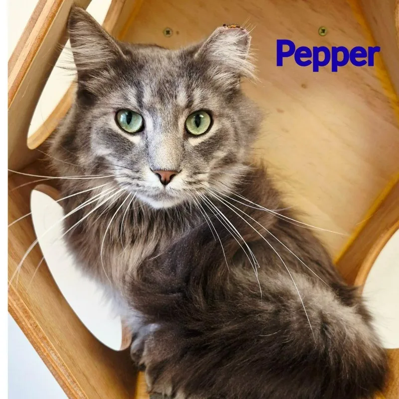 Pepper thumbnail 2