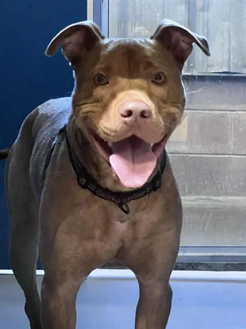 A young large-sized male Pit Bull Terrier dog named Sandman for adoption in Alameda, CA
