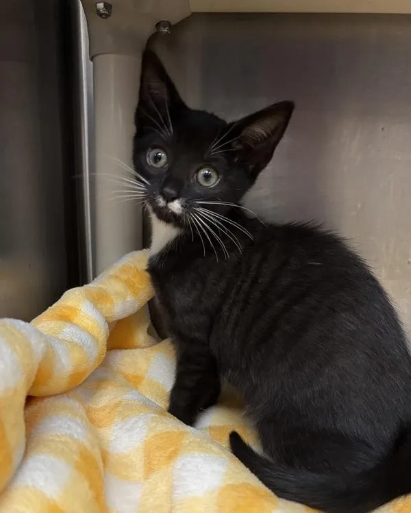 A baby medium-sized female Domestic Short Hair cat named Tawny Owl for adoption in Richmond, VA