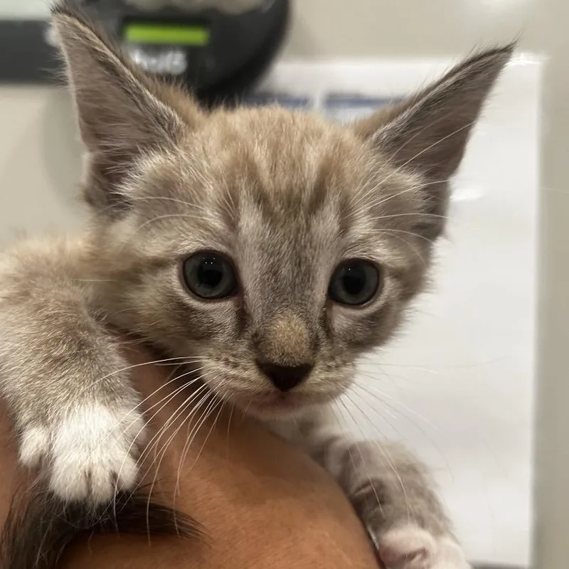 A baby medium-sized male Buff / Tan / Fawn Domestic Short Hair cat named Sandy Jo for adoption in Evanston, IL