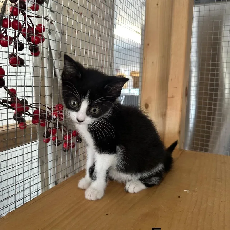 A baby small-sized female Black Domestic Medium Hair cat named Pekkle for adoption in Wappingers Falls, NY