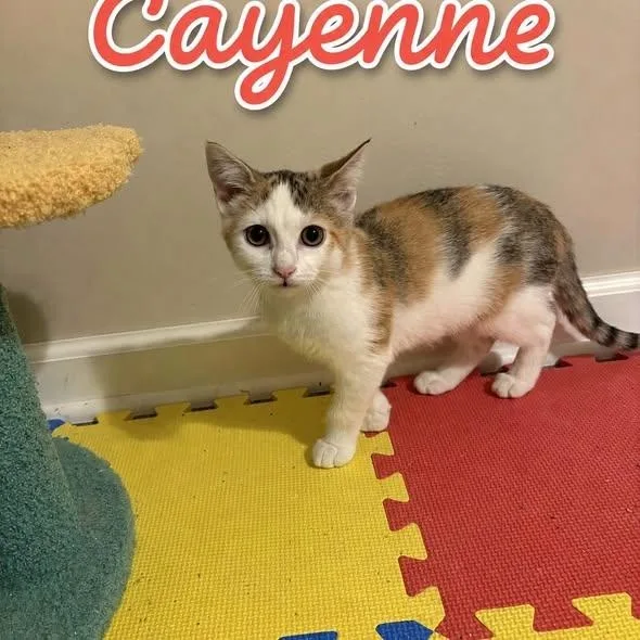 Cayenne
