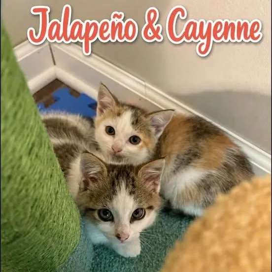 Cayenne thumbnail 2