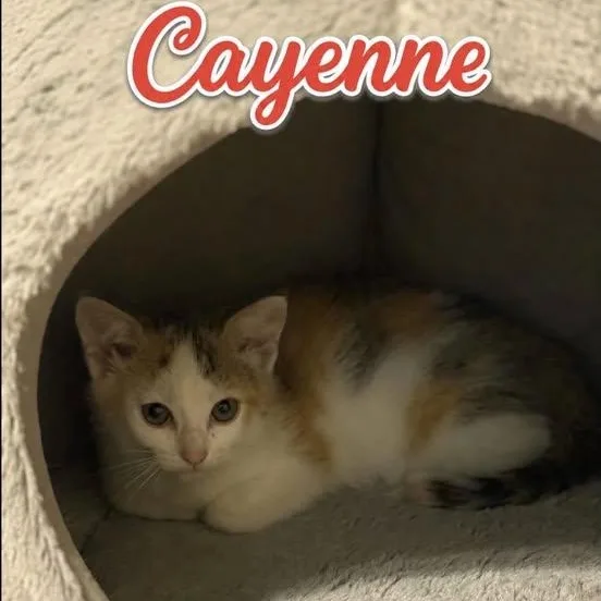 Cayenne thumbnail 3