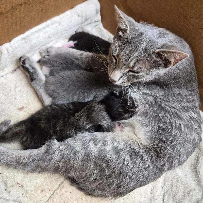 An adult medium-sized female Gray / Blue / Silver American Shorthair cat named Sienna for adoption in Oak Ridge, TN