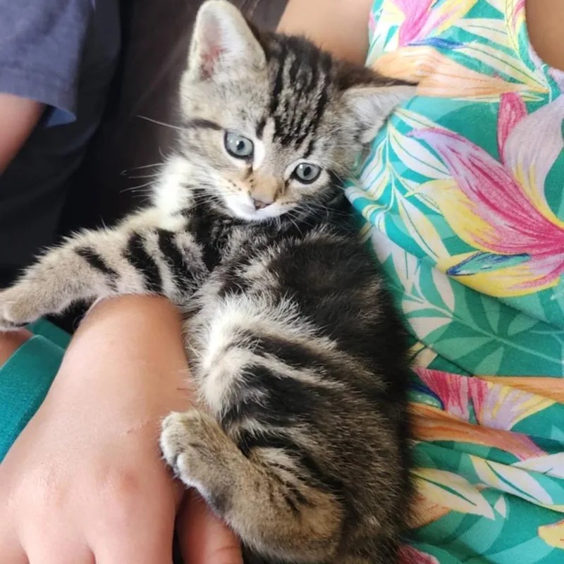 A baby small-sized female Brown / Chocolate Domestic Short Hair cat named Kiara for adoption in Manheim, PA