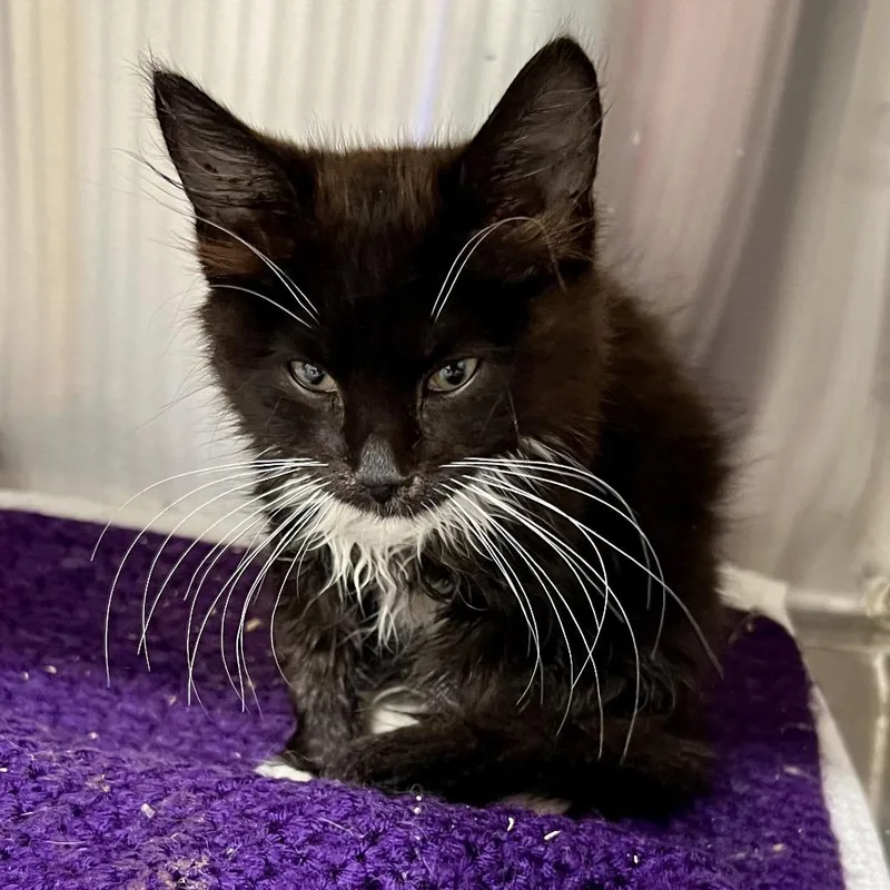 A baby small-sized female Domestic Long Hair cat named Aelin for adoption in Cumming, GA