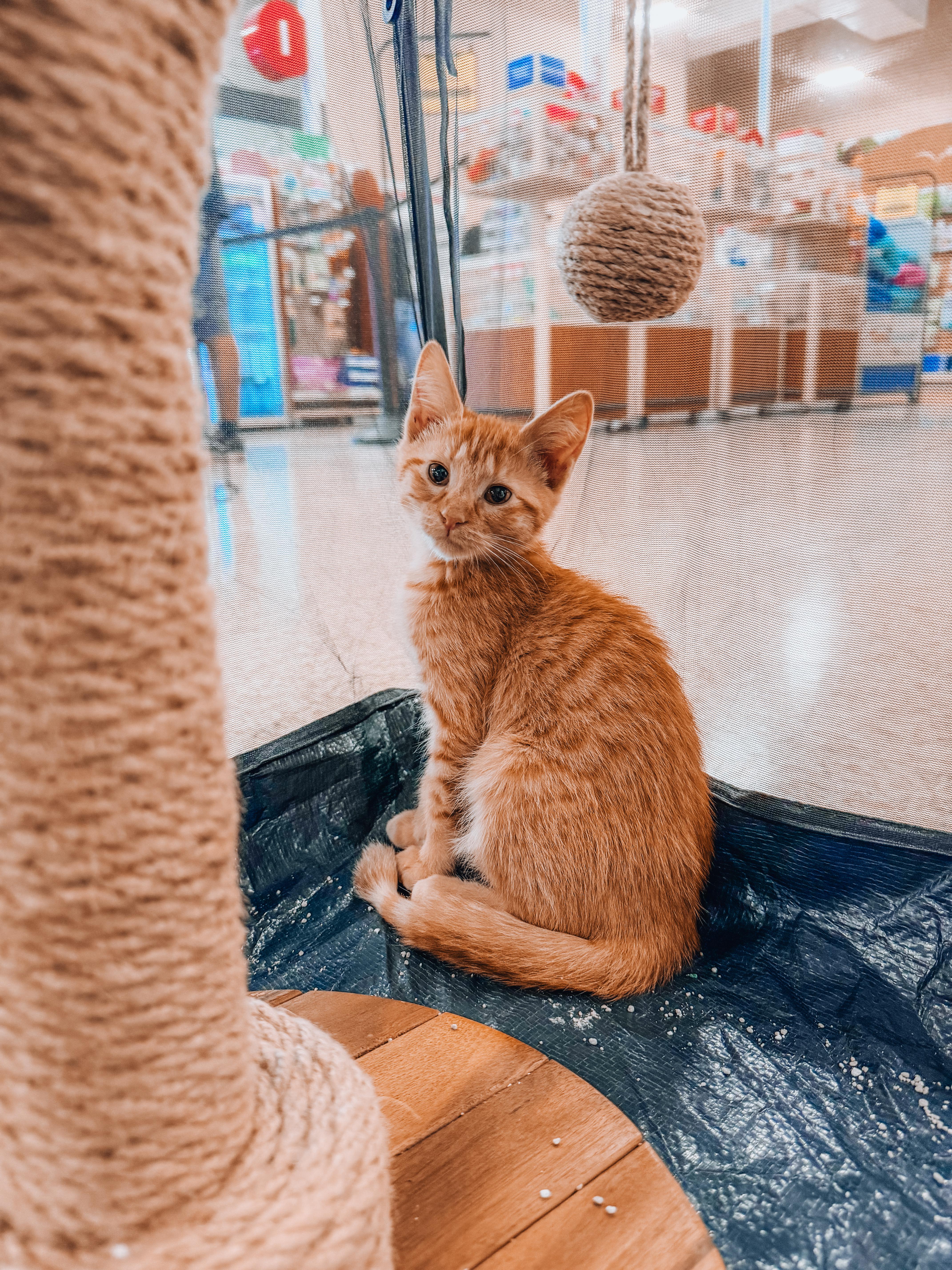 A baby medium-sized male Tabby (Orange / Red) Tabby cat named Baset for adoption in Goodyear, AZ