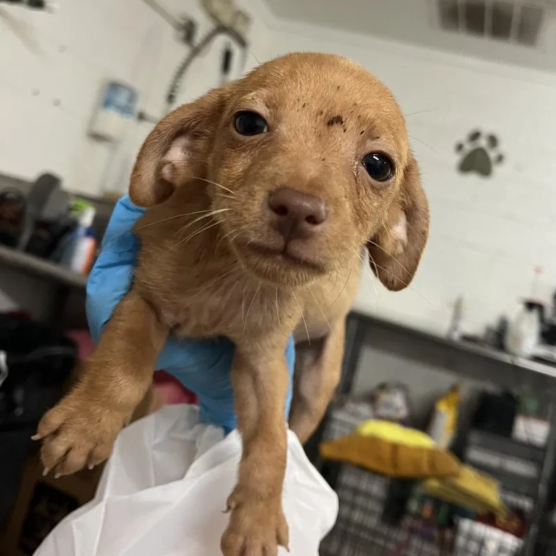 A baby small-sized male Brown / Chocolate Chihuahua dog named Amos for adoption in Edinburg, TX