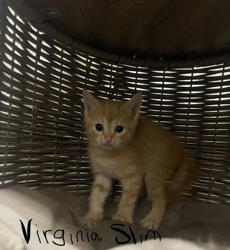 A baby medium-sized female Domestic Short Hair cat named Virginia Slim for adoption in Bolivar, MO