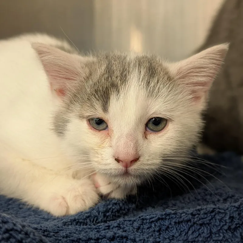 A baby small-sized female White Domestic Short Hair cat named Wonton for adoption in Washington Township, OH