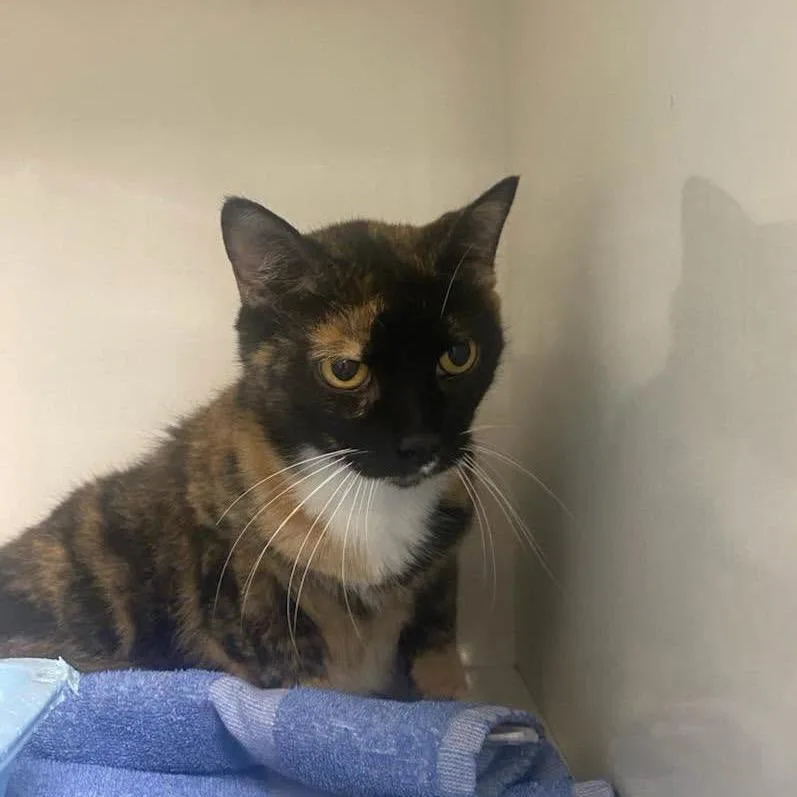An adult medium-sized female Calico Domestic Short Hair cat named Runt for adoption in Gonzales, LA