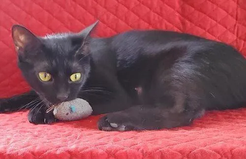 A young medium-sized female Black & White / Tuxedo Domestic Short Hair cat named Maui Buscuit for adoption in Tampa, FL