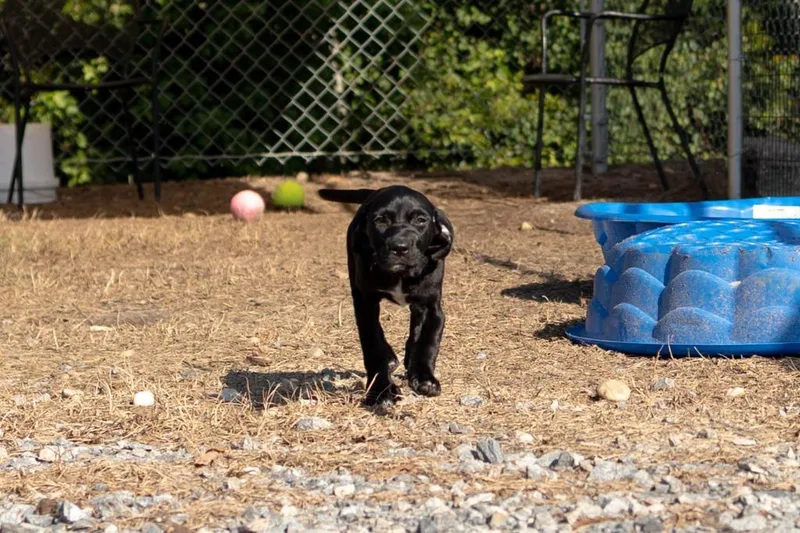 A baby large-sized female Pit Bull Terrier dog named Pepper for adoption in Lakeland, GA
