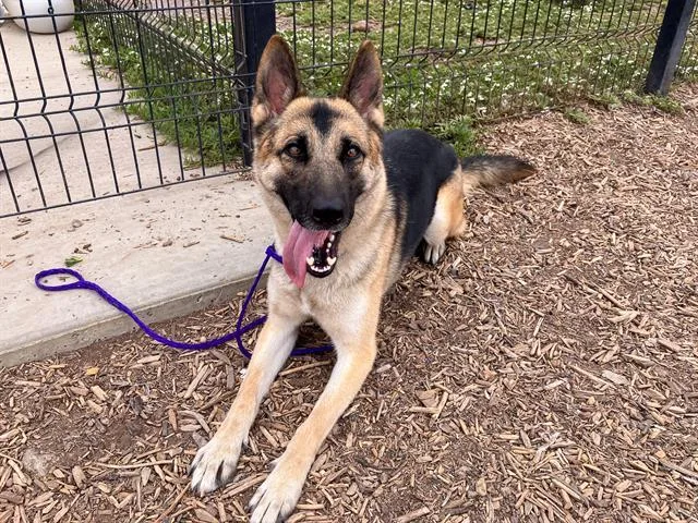 A young large-sized female German Shepherd Dog dog named Fanta for adoption in Tustin, CA