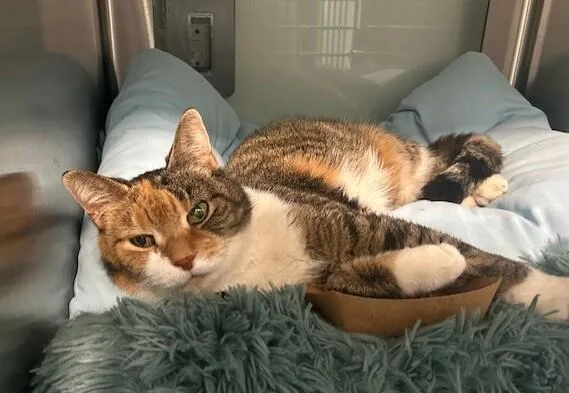 A senior medium-sized female Torbie Domestic Short Hair cat named Daisy Cake for adoption