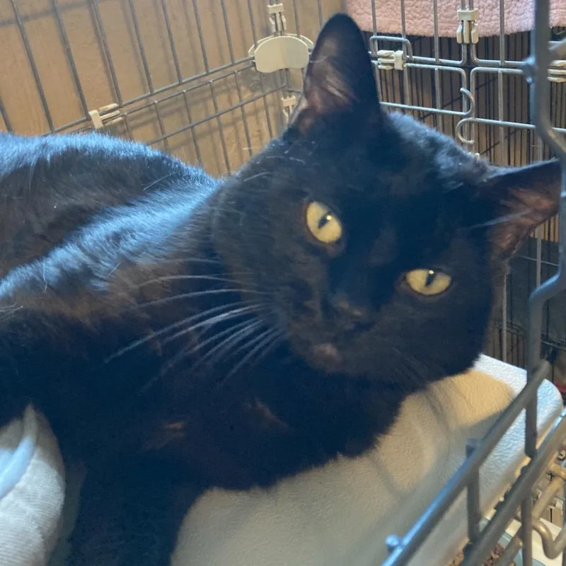 An adult large-sized male Black Domestic Medium Hair cat named Binx for adoption in Marion, IL