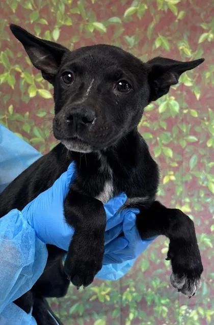 A young small-sized female Shepherd dog named Dusk for adoption in San Antonio, TX