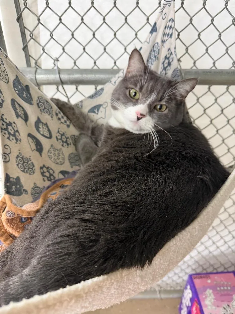 An adult large-sized female Domestic Short Hair cat named Dot for adoption in Waverly, NY