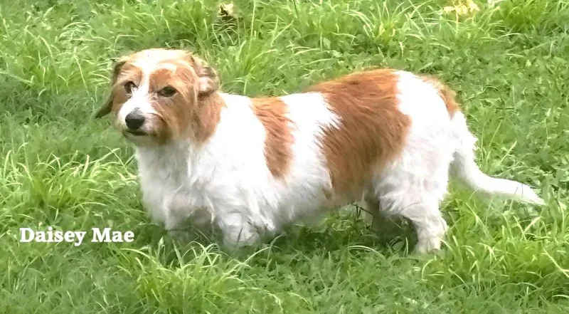 A young large-sized female Terrier dog named Autumn for adoption in St. Augustine, FL