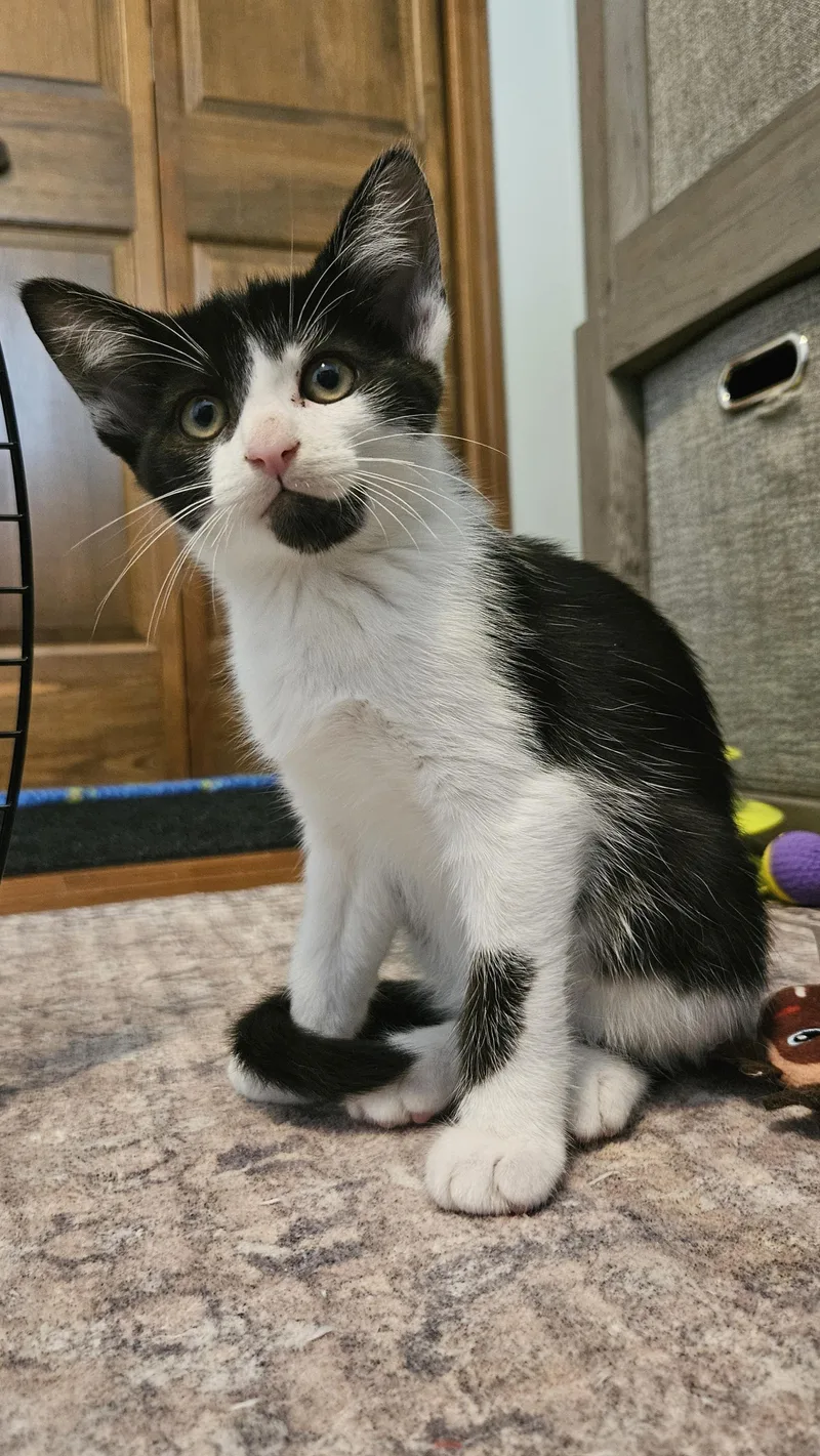 A baby medium-sized male Black & White / Tuxedo Domestic Short Hair cat named Ralph for adoption in Mokena, IL