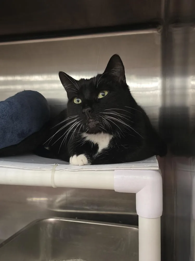 An adult large-sized male Black & White / Tuxedo Domestic Short Hair cat named Eddie for adoption in Pittstown, NJ