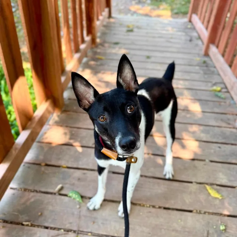 Braxton