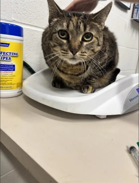 An adult medium-sized female Domestic Short Hair cat named Mama Flood for adoption in Saint Peters, MO