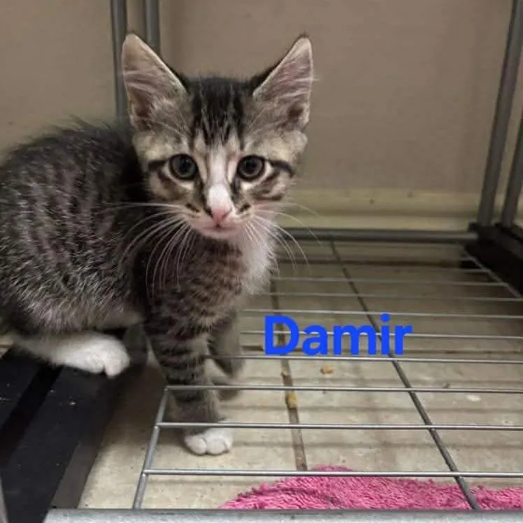 A baby small-sized male Gray / Blue / Silver Domestic Short Hair cat named Damir for adoption in Baytown, TX