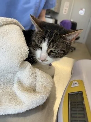 An adult medium-sized female Domestic Short Hair cat named Viola for adoption in Lafayette, IN