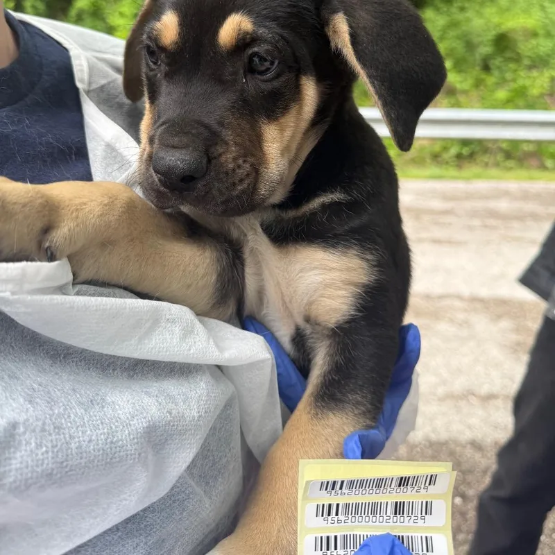 A baby small-sized male Black Mixed Breed dog named Benedict for adoption in Charleston, WV