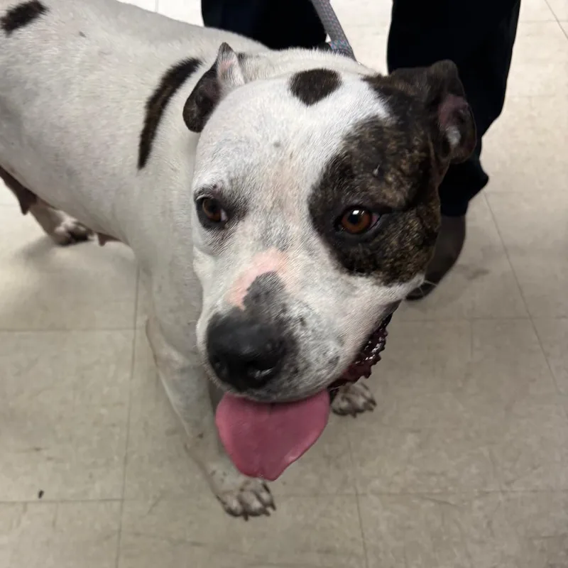 An adult large-sized female White / Cream Pit Bull Terrier dog named Elizabeth for adoption in St Joseph, MO