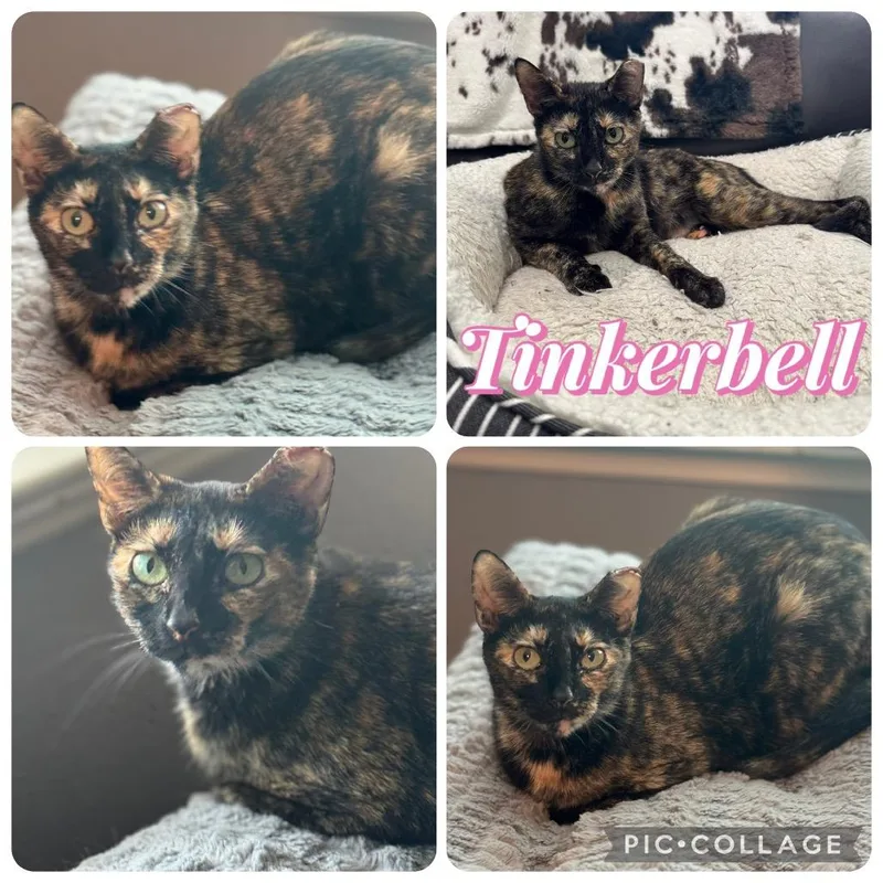 An adult medium-sized female Tortoiseshell Domestic Short Hair cat named Tinkerbell for adoption in Baytown, TX