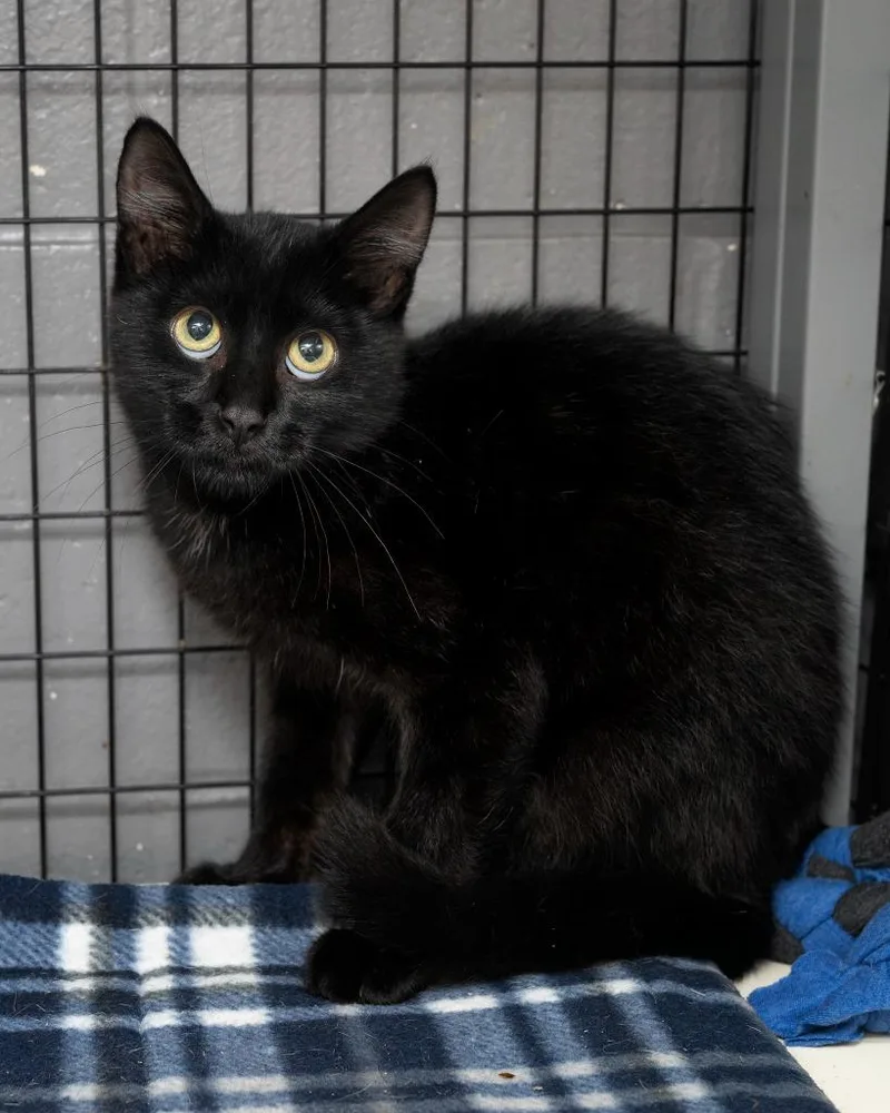 A baby medium-sized male Domestic Short Hair cat named Conjour for adoption in Boone, IA