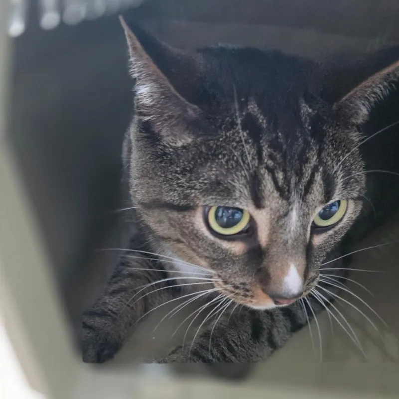 A senior large-sized female Brown / Chocolate Domestic Short Hair cat named Baby for adoption in Chapel Hill, NC